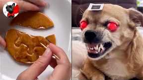Funny Dog Reaction To Squid Game Netflix- Pets Vs TikTok Challenge Trend