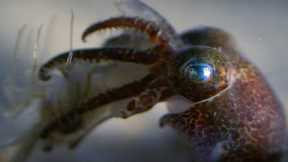 Baby Octopuses Hunting | Octopus In My House | BBC Earth