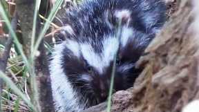 The killer rat with poisonous fur | Chris & Megs: Amaze Me | BBC Earth