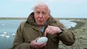 Nature's First Line of Defence | Attenborough's Wonder of Eggs | BBC Earth