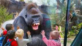 Imagine If There Was NO GLASS! Funny Babies At The Zoo #4 | LIFE FUNNY PETS ??
