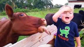 What Happens when Baby Meet Cows First Time!!! | Funny Animal Videos | Life Funny Pets  ??