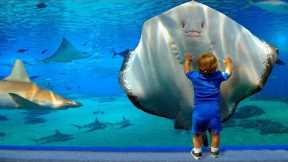 Funny Baby At The Aquarium - Baby Shark Doo Doo | Life Funny Pets