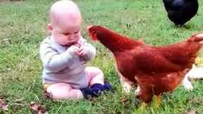 Funny Videos Animals | 1001 Reaction When Baby Play with Chicken | Life Funny Pets