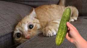 It's TIME for SUPER LAUGH! - Funny Cats Scared of Cucumbers | LIFE FUNNY PETS ??