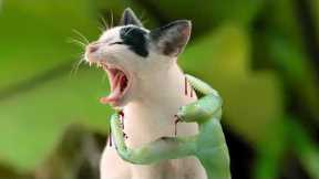 Here Is Why Cats Are Afraid Of Mantises