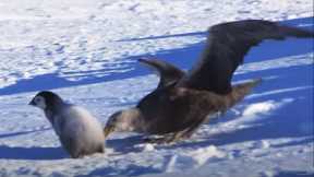 Baby Penguin Dodges Predators | Snow Chick: A Penguin's Tale | BBC Earth