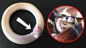 Here's Why Snakes Eat Themselves Alive