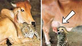 Here Is Why A Leopard Visited This Cow Every Night