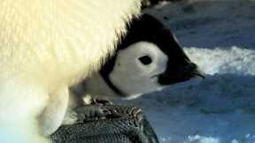 Penguin Races to Feed Her Starving Chick | Snow Chick: A Penguin's Tale | BBC Earth