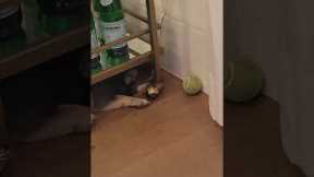 She Wants Her Ball ?❤️ #shorts #dog #frenchbulldog