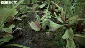 The Venus Fly Trap’s Deadly Speed | Natural Born Killers | BBC Earth