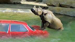 Animals That Took Revenge From Cars
