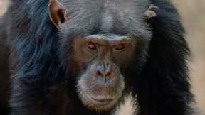 Alpha Chimp Seeks Allies as Tensions Rise | Dynasties | BBC Earth