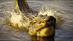 Alligators Take Over Nuclear Weapons Plant | Reports from the Frontline | BBC Earth