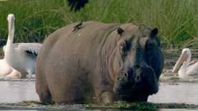 200 Hippos Cause Mayhem in Crowded Pool | Natural World | BBC Earth