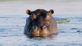 Hippos Can’t Swim? | Natural World | BBC Earth