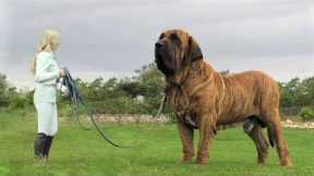 This Is The Largest Dog In The World