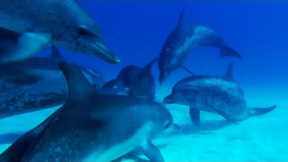 Dolphin Gang War | Ocean Giants | BBC Earth