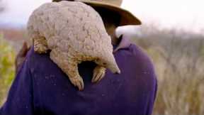 Poachers Try to Capture Pangolins | Natural World | BBC Earth