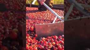 How billions of cranberries are harvested every year #shorts