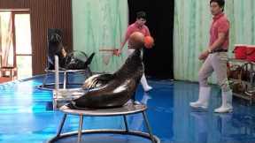 Watch The Seals Perform Circus Insanely