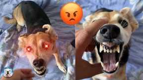 Funny Dog Scared Reaction Videos - Try Not To Laugh| Pets Town