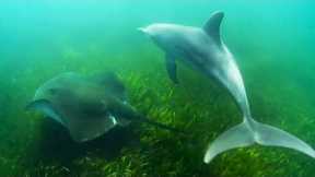 Dolphins Use Sting﻿﻿ays to Hunt Octopus | Ocean Giants | BBC Earth