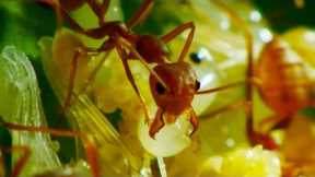 Ants Use Grubs as Glue Gun | Wild Thailand | BBC Earth