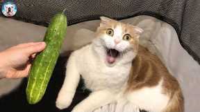 Cat Vs Cucumber: Which One's Scared?| Pets Town