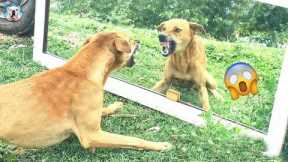 Funny Dog Fails Compilation 2022 - Laugh Until You Die!| Pets Town