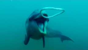 Dolphins React to Bizarre Bubbles | Ocean Giants | BBC Earth