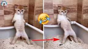Hilarious Cat Reaction Videos! - Funny Kitties Doing Crazy Things