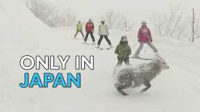 Skiers Narrowly Miss ﻿Japanese Serow | Only In Japan