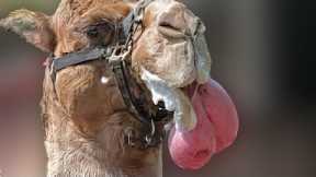 Here is Why Camels Show This to Other Males