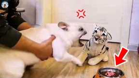 Laughing Dog Reacts To Tiger Toy - Funny Pets Videos | Pets Town