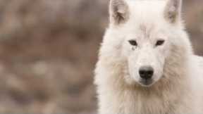Meet the White Wolf Pack of Ellesmere Island | White Falcon, White Wolf (Part 2) | BBC Earth