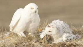 Predators Feast on ﻿Lemmings ﻿| White Falcon, White Wolf (Part 3) | BBC Earth