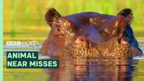 Animal Near Misses | BBC Earth