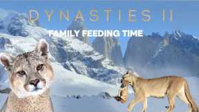 Pumas learn to share | Dynasties ﻿II | BBC Earth
