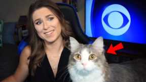 Best Cat Work From Home News Bloopers