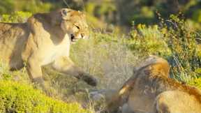 Puma Mothers in Savage Battle | Dynasties II | BBC Earth