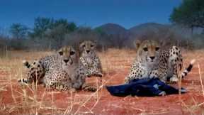 Three Playful Cheetahs, One Unlucky Cameraman ﻿|﻿ The Cheetah Family & Me | BBC Earth