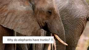 Do Elephants Cry? ﻿| Weird Animal Searches | BBC Earth