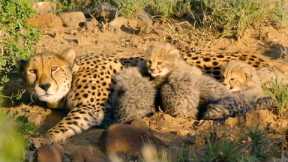 Hungry Cheetah Cubs Need To Eat﻿ |﻿ The Cheetah Family & Me | BBC Earth