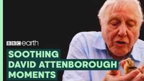 Most Soothing Sir David Attenborough Moments | BBC Earth