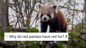 Are Red Pandas Friendly? ﻿| Weird Animal Searches | BBC Earth