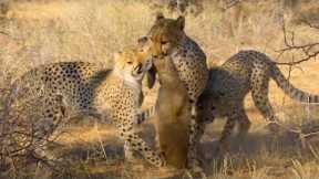Cheetah Cubs Master Hunting ﻿|﻿ The Cheetah Family & Me | BBC Earth