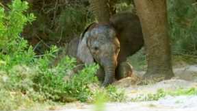 Baby Elephant's Struggle to Survive (Part 4) | Elephant Nomads of the Namib Desert | BBC Earth
