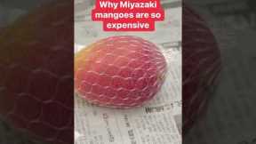 A pair of these Japanese mangoes can cost as much as $4,000 #mango #foodinsider #shorts #soexpensive
